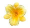 Bright Yellow Flower Royalty Free Stock Photo