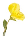 Bright yellow flower and leaf of the Missouri evening primrose i