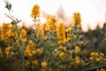 Bright yellow flower plant field at sunset, selective focus. Shallow depth of field. Spring Royalty Free Stock Photo