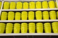 Bright yellow flower pots set on racks in several rows. Crop production Royalty Free Stock Photo