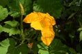 Bright yellow flower of squash. Cucurbita pepo var. patisoniana Royalty Free Stock Photo