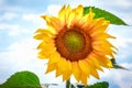 Bright yellow flower of a sunflower against the blue sky. Sunflowers sun flowers Royalty Free Stock Photo