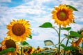 Bright yellow flower of a sunflower against the blue sky. Sunflowers sun flowers Royalty Free Stock Photo