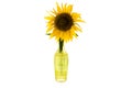 Bright yellow flower of sunflower in a glass vase isolated front Royalty Free Stock Photo