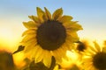 The bright yellow flower of a sunflower growing in field at suns Royalty Free Stock Photo