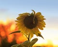 bright yellow flower of a sunflower growing in field at suns Royalty Free Stock Photo