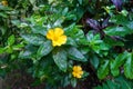 Bright yellow flower turnera diffusa after rain in a garden Royalty Free Stock Photo