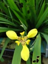 The bright yellow flower which has three petals looks very beautiful