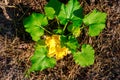 Bright yellow flower on zucchini plant in bloom. Royalty Free Stock Photo