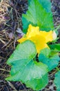 The bright yellow flower of zucchini plant blooms. Royalty Free Stock Photo