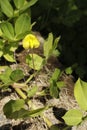 A bright yellow flowering ground cover plant. Royalty Free Stock Photo