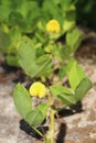 A bright yellow flowering ground cover plants. Royalty Free Stock Photo