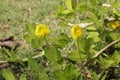 A bright yellow flowering ground cover plants. Royalty Free Stock Photo