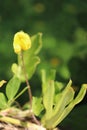 A bright yellow flowering ground cover plants. Royalty Free Stock Photo