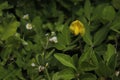 A bright yellow flowering ground cover plants. Royalty Free Stock Photo