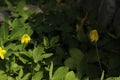 A bright yellow flowering ground cover plants. Royalty Free Stock Photo