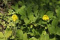 A bright yellow flowering ground cover plants. Royalty Free Stock Photo