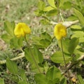 A bright yellow flowering ground cover plants. Royalty Free Stock Photo