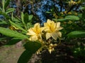 Bright yellow flowers of the yellow azalea or honeysuckle azalea (Rhododendron luteum) growing in the park Royalty Free Stock Photo