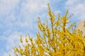 Bright yellow flowers on background of blue sky. Blooming Forsythia, horizontal photo. The concept of spring and awakening Royalty Free Stock Photo