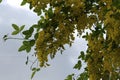 Bright yellow flowers bloom on the acacia tree on a sunny spring day