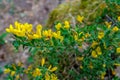 Bright yellow flowers on blooming Cytisus Decumbens branch.