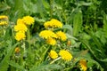 Bright yellow flowers on blurred background in meadow. Yellow dandelion on green meadow in summertime. Summer landscape in forest Royalty Free Stock Photo