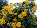 Bright yellow flowers