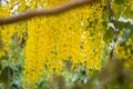 Bright yellow flowers of Cassia fistulaGolden Shower tree in bloom