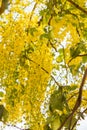 Bright yellow flowers of Cassia fistulaGolden Shower tree in bloom