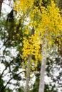 Bright yellow flowers of Cassia fistulaGolden Shower tree in bloom