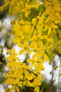 Bright yellow flowers of Cassia fistulaGolden Shower tree in bloom