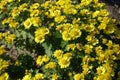Bright yellow flowers of Chrysanthemums with bee in October Royalty Free Stock Photo