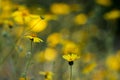 Bright yellow flowers of common madia or tarweed Madia elegans, a wildflower,  in spring, with copyspace Royalty Free Stock Photo