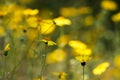 Bright yellow flowers of common madia or tarweed Madia elegans, a wildflower,  in spring, with copyspace Royalty Free Stock Photo