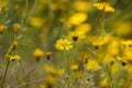 Bright yellow flowers of common madia or tarweed Madia elegans, a wildflower,  in spring, with copyspace Royalty Free Stock Photo