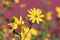 Bright-yellow flowers on blurred floral background Royalty Free Stock Photo