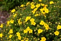 Bright yellow flowers of Dasiphora fruticosa on a Bush in the garden in summer. Royalty Free Stock Photo