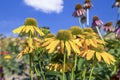 The flowers of Echinacea purpurea \'Sombrero Yellow\', in close up, in a natural outdoor setting. Cone flower Royalty Free Stock Photo