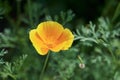 Bright yellow flowers of Eschscholzia californica California poppy, golden poppy, California sunlight, cup of gold on dark green Royalty Free Stock Photo