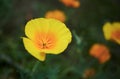 Bright yellow flowers of Eschscholzia californica California poppy, golden poppy, California sunlight, cup of gold on dark green Royalty Free Stock Photo