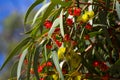 Bright yellow flowers of Eucalypt  erythrocorys tree in autumn. Royalty Free Stock Photo