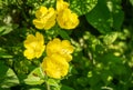 Bright yellow flowers Evening Primrose Oenothera biennis bouquet on dark green leaves background Royalty Free Stock Photo