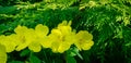 Bright yellow flowers Evening Primrose Oenothera biennis on dark green leaves background Royalty Free Stock Photo