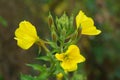 Bright yellow flowers Evening Primrose Oenothera biennis on dark green leaves background. The sunny rays fall on yellow petals Royalty Free Stock Photo