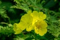 Bright yellow flowers Evening Primrose Oenothera biennis on dark green leaves background. The sunny rays fall on yellow petals Royalty Free Stock Photo