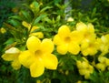 Bright yellow flowers