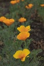 Bright yellow flowers on a flower bed highlighted closeup on a cloudy day Royalty Free Stock Photo