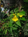 Bright yellow flowers give life freedom Royalty Free Stock Photo