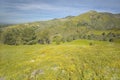 Bright yellow flowers on the green spring hills of Figueroa Mountain near Santa Ynez and Los Olivos, CA